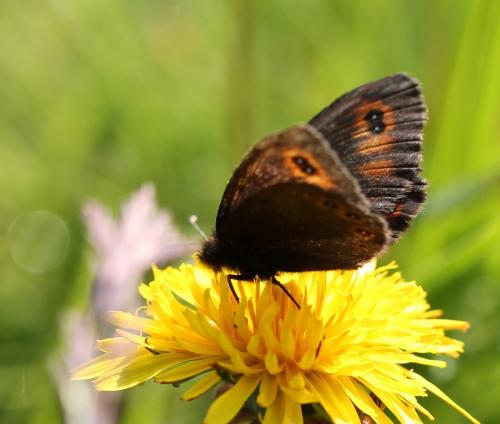 Réf. 239 438 : Erebia oeme
